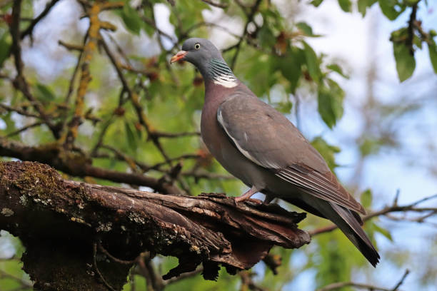 istock Pigeon ramier - Common Wood Pigeon (Columba palumbus). 1324538068