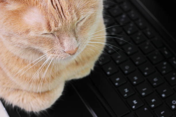 istock There is a red cat sleeping on a black laptop keyboard. 1324538826