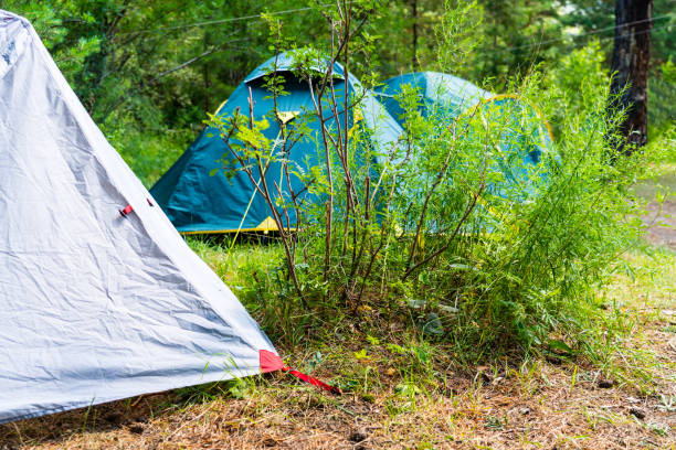 istock gray and green camping tents in forest 1324538846