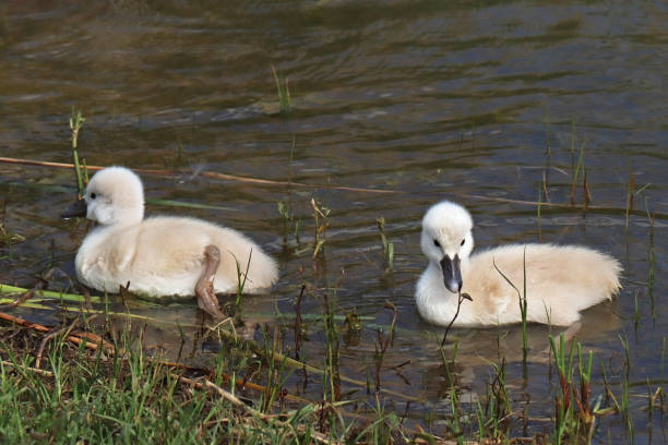 istock Tuberculate Swan - Mute swan (Cygnus olor). 1324539118