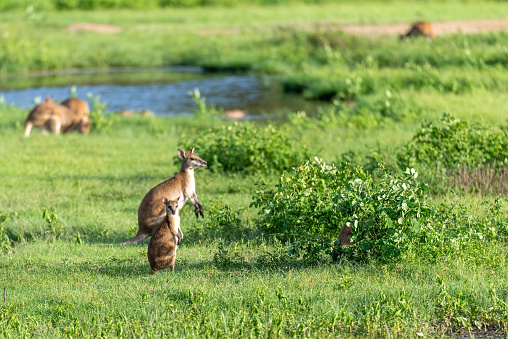 Wallabies in a field, Northern Territory, Australia.