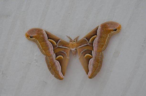 samia cynthia, a ailanthus silkmoth, é uma mariposa satuniida. a mariposa tem asas muito grandes, com um ponto em forma de quarto de lua nas asas superior e inferior, listras esbranquiçadas e amarelas e fundo marrom - traça - fotografias e filmes do acervo