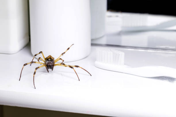 big spider walking inside a bathroom sink, venomous animal, pest control concept, need for detection