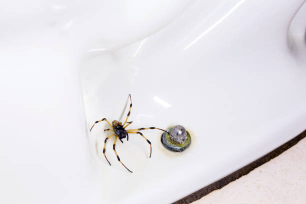 istock spider hidden in the toilet, inside a bathroom, risk of spider bite, need for detection 1324541369