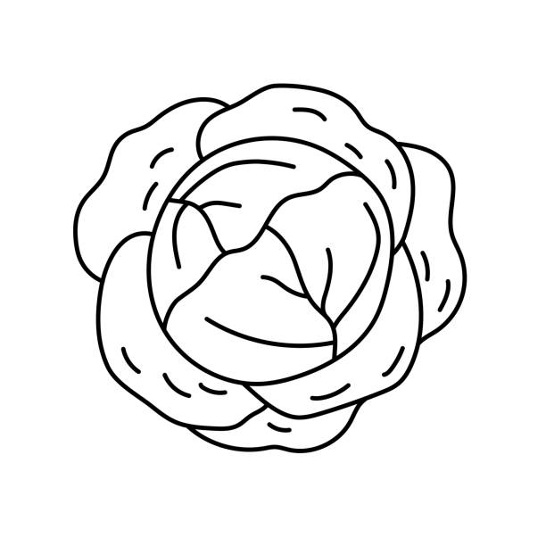 White cabbage. Vegetable sketch. Thin simple outline icon. Black contour line vector. Doodle hand drawn illustration White cabbage. Vegetable sketch. Thin simple outline icon. Black contour line vector. Doodle hand drawn illustration white cabbage stock illustrations