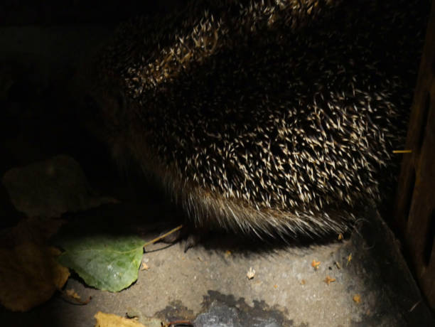 el erizo se esconde en un lugar apartado por la noche. las agujas son visibles. cerrar - protection animal autumn close to fotografías e imágenes de stock