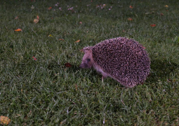istock Cute hedgehog on the grass in the night. The muzzle and needles are visible 1324541681
