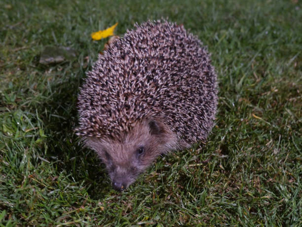 lindo erizo en la hierba en la noche. el hocico y las agujas son visibles - protection animal autumn close to fotografías e imágenes de stock