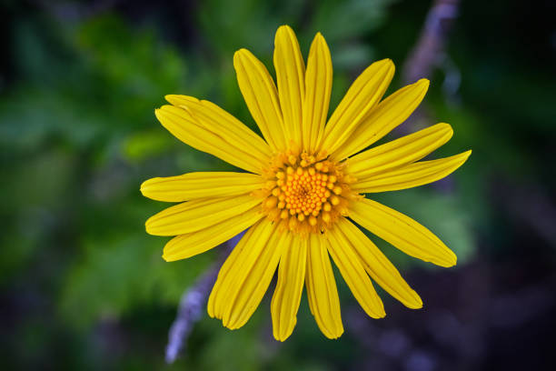 Yellow daisy on a blurred green background