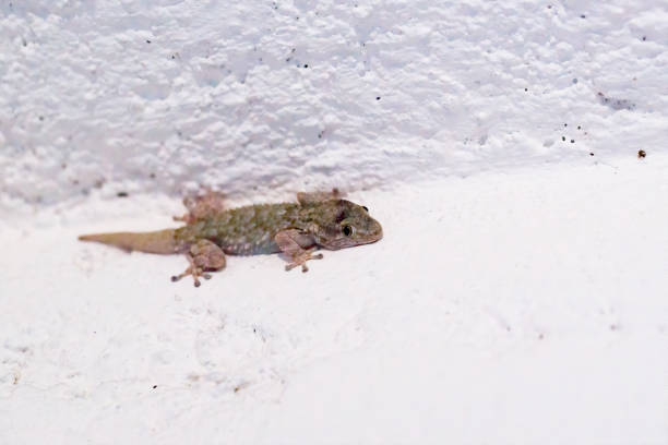 Wall gecko, Tarentola mauritanica motionless on a white wall in the south of France