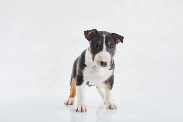 Adorable bull terrier puppy posing on studio white background. Miniature bullterrier boy.