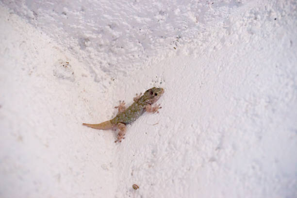 istock Tarentola mauritanica on a white wall 1324542914