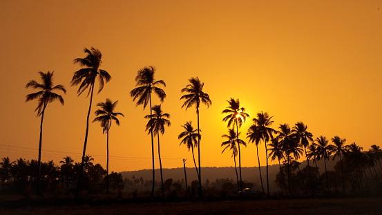 palm trees against the maldives sea
