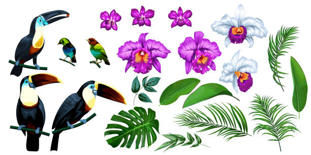 ilustraciones, imágenes clip art, dibujos animados e iconos de stock de gran conjunto de tropical 1 - hawaiian orchid