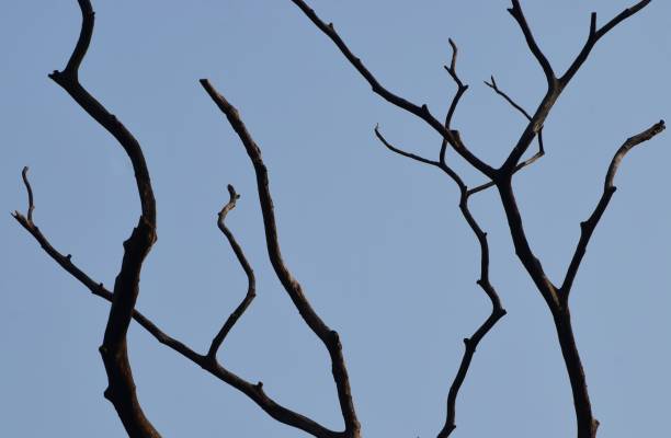 istock Traditional dried tree with branches unique photo 1324545436