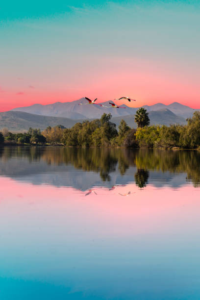 Portrait shot of Robertson Breede River and flying birds in Western Cape South Africa Portrait shot of Robertson Breede River and flying birds in Western Cape South Africa western cape province stock pictures, royalty-free photos & images