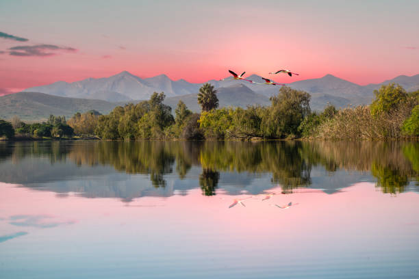 robertson breede river et oiseaux volants dans l’ouest du cap-sud-africain - sunset dusk mountain reservoir photos et images de collection