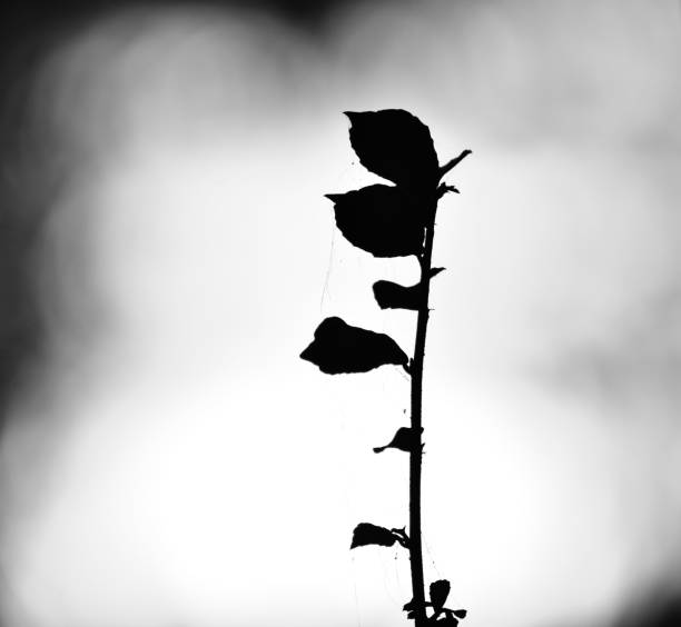 istock Silhouette tree leaves black and white stock photo 1324546574