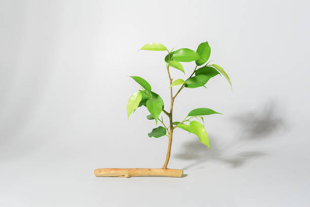 istock Creative concept of ecology on a gray background. Young sprout growing from a withered branch with a copy of the space. 1324546591