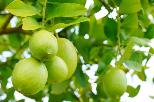 istock Green Lemon fruits in orchard 1324546784