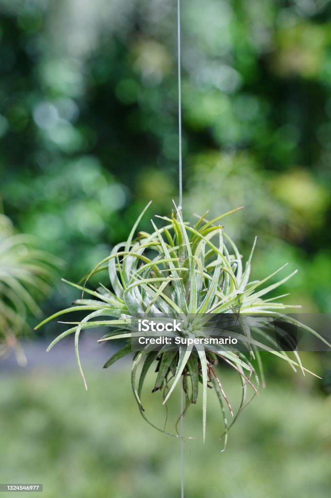 Plant with hanging Tillandsia ionantha Close-up hanging with Tillandsia in the greenhou Air Plant Stock Photo