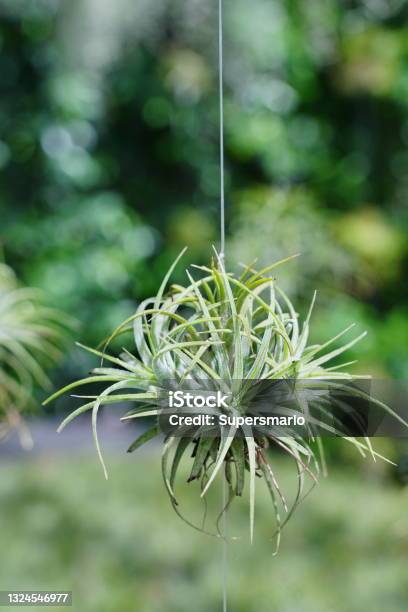 Plant With Hanging Tillandsia Ionantha Stock Photo - Download Image Now - Air Plant, Plant, Botany