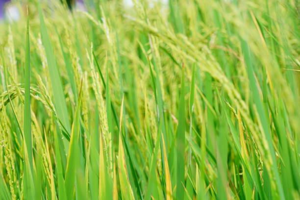istock Close up of rice paddy 1324547766