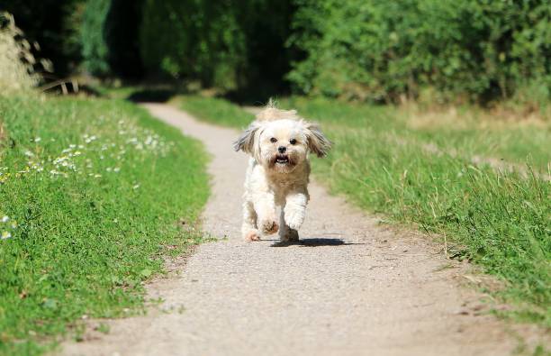 un pequeño lhasa apso está corriendo en el parque en una pista de arena - lhasa fotografías e imágenes de stock