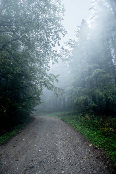 istock Old forestry road linking Moldova with Transilvanya called Drumul Talienilor (Italians’ road) passing through foggy forests in an autumn day in Northern Romania 1324549029