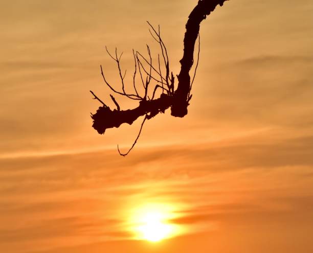 istock Silhouette tree parts in the afternoon 1324549035
