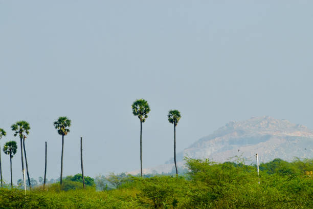 istock Traditional palm trees around a hill side area 1324549220