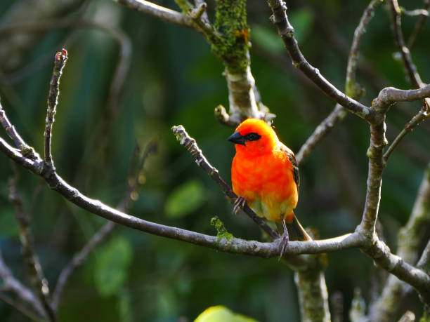 istock Red Fody bird perching on tree branch 1324550257