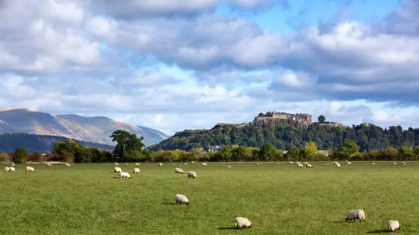 A view of sheep grazing with Stiling Castle in the distance. Stirling, Scotland