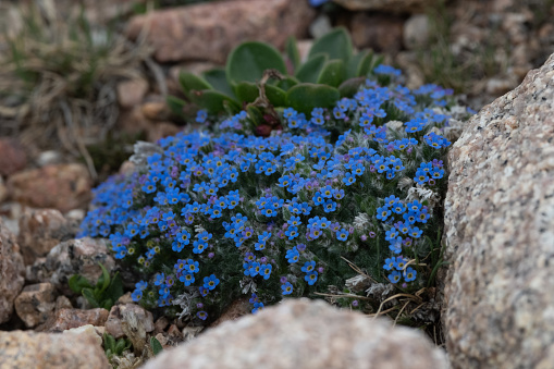 Bright blue wild tundra flowers at 14000 feet on Mount Evans near Idaho Springs, Colorado west of Denver in western USA. John Morrison - Photographer