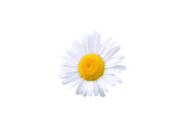 fiore di margherita isolato su sfondo bianco - spring close up daisy yellow foto e immagini stock