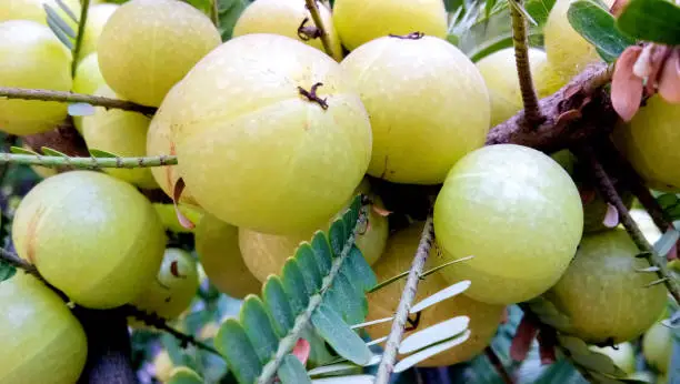 Indian Gooseberries or Amla fruit on tree with green leaf / Phyllanthus emblica traditional Indian gooseberry tree for Ayurvedic herbal medicines and snack