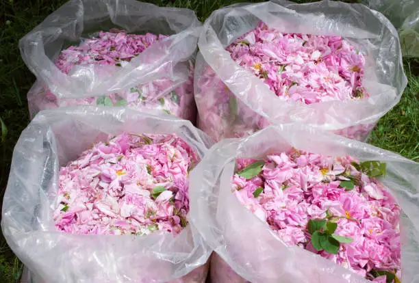 Freshly picked sacks of damask rose Bulgaria