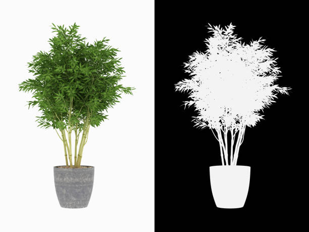 representación 3d de la planta de bambú bonsái aislada sobre fondo blanco con canal alfa - trazado de recorte fotografías e imágenes de stock