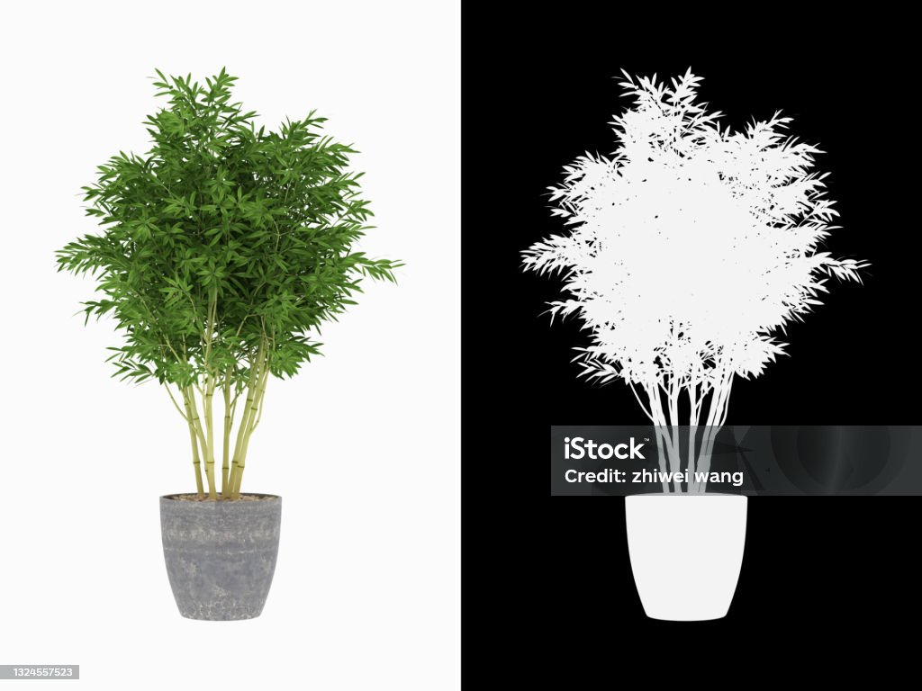 3D rendering Bonsai   bamboo plant   isolated on White Background with alpha channel White Background Stock Photo