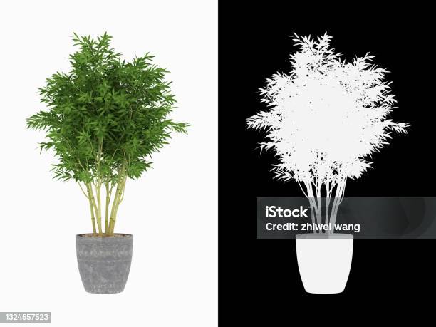 3d Rendering Bonsai Bamboo Plant Isolated On White Background With Alpha Channel Stock Photo - Download Image Now