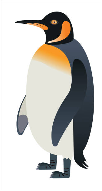 ilustrações de stock, clip art, desenhos animados e ícones de king penguin - penguin animal white background king penguin