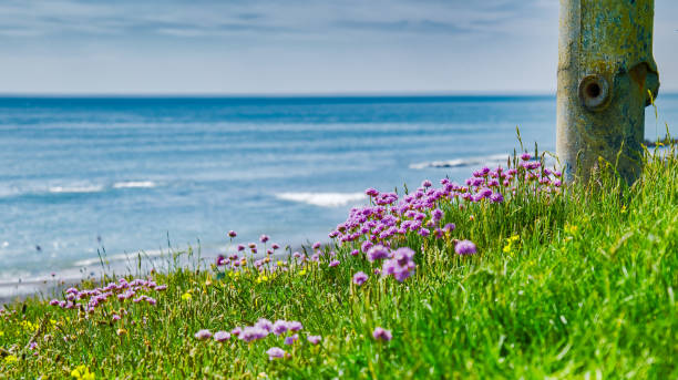 Wild flowers with background view of ocean in wales uk.