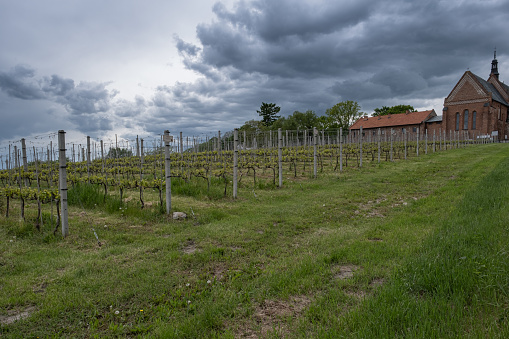 Picture taken on wine hills of Sandomierz