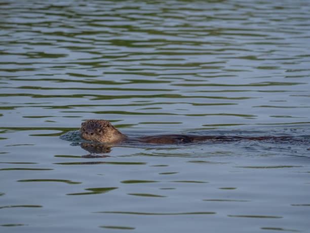 istock River otter swimming in Lower American River 2020 1324558549
