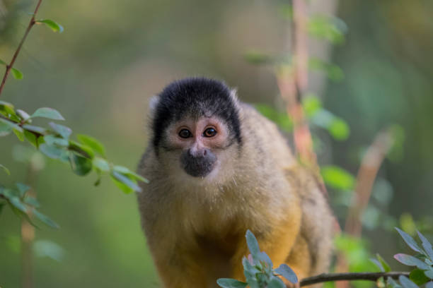 istock Close Up Of A Black-Capped Squirrel Monkey In A Tree 1324558627