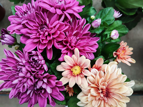 Colorful chrysanthemum flowers bloom in flower garden or greenhouse. Beautiful chrysanthemum bouquet top view