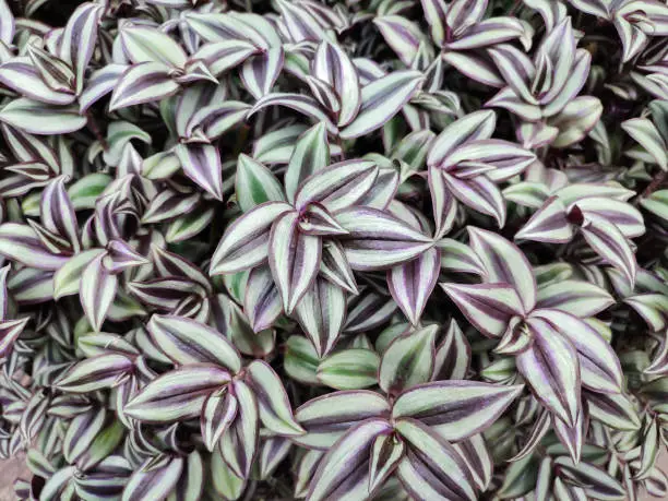 Tradescantia zebrina plant with purple and green striped leaves, nature background