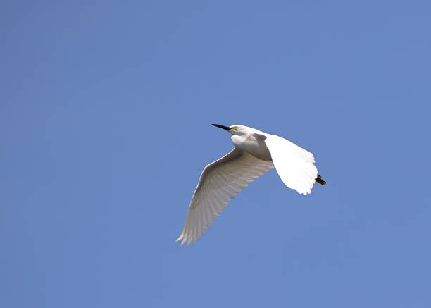 istock Great egret flying against a clear blue sky 1324559865