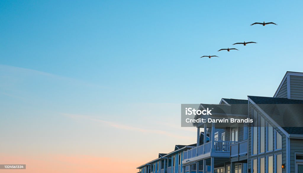 Pelicans and Beach Houses A small flock of pelicans fly over beach houses at dusk. Real Estate Stock Photo