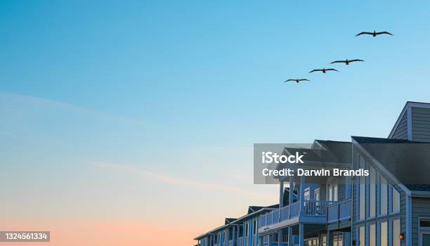Pelicans And Beach Houses Stock Photo - Download Image Now - Real Estate, The Hamptons, Beach